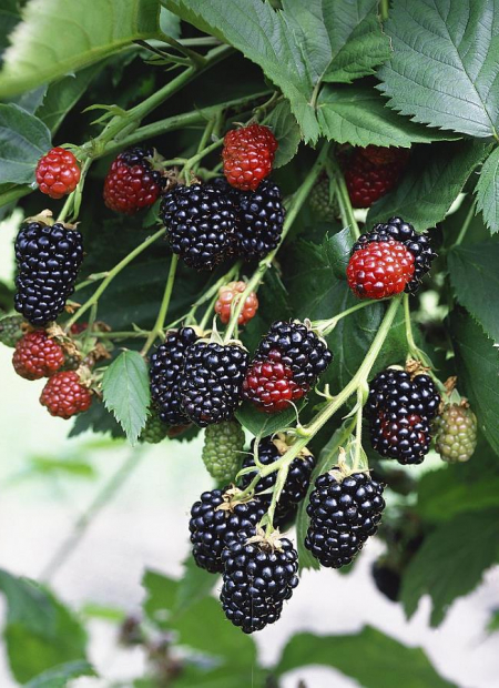 © Biosphoto / Flora Press / Nova Photo Graphik