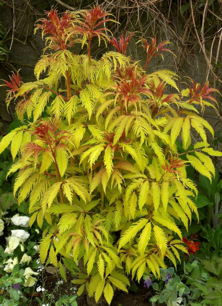 © Hortival Diffusion - Tous droits réservés