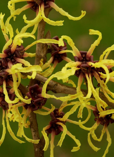 © Hortival Diffusion - Tous droits réservés