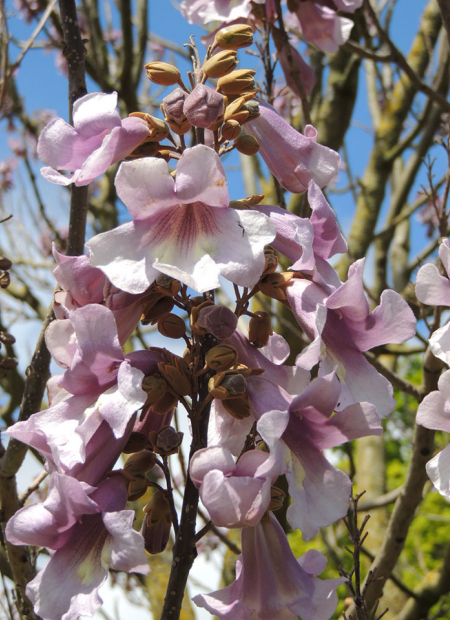 © Hortival Diffusion - Tous droits réservés