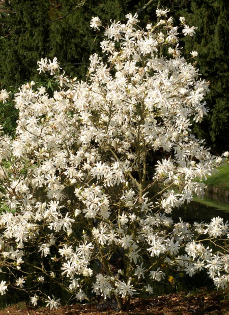 © Hortival Diffusion - Tous droits réservés