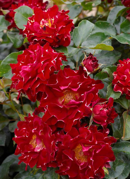 © Hortival Diffusion - Tous droits réservés