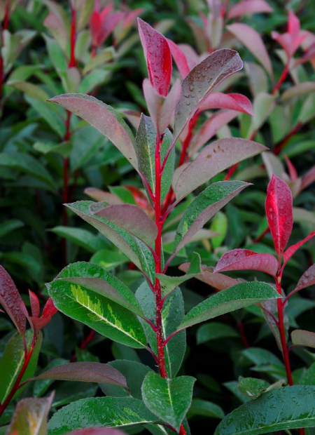 © Hortival Diffusion - Tous droits réservés