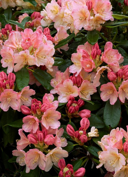 © Hortival Diffusion - Tous droits réservés