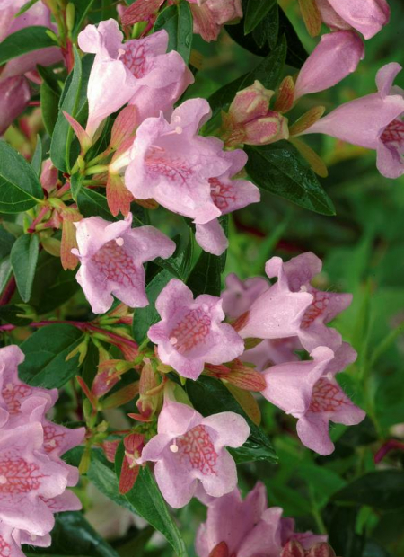 © Hortival Diffusion - Tous droits réservés