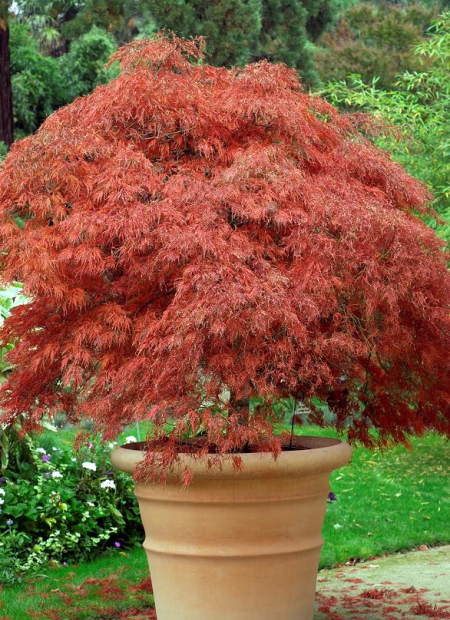 © Hortival Diffusion - Tous droits réservés