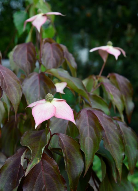 © Hortival Diffusion - Tous droits réservés