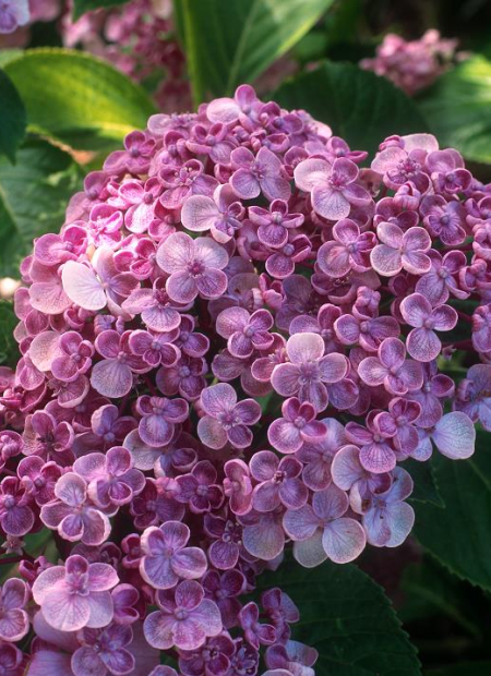 © Hortival Diffusion - Tous droits réservés