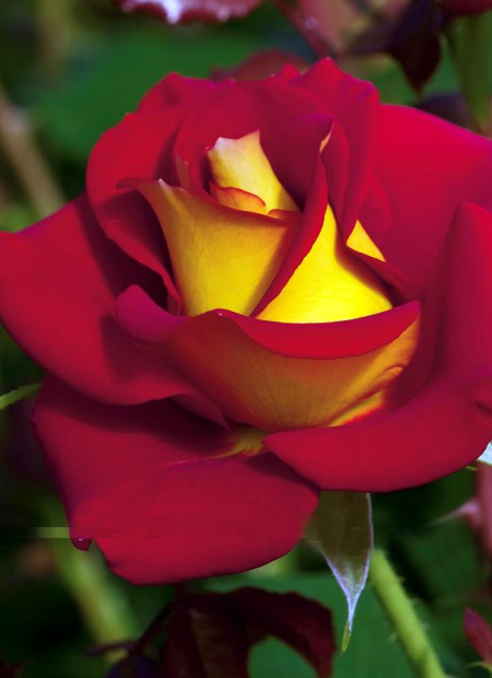 © Hortival Diffusion - Tous droits réservés