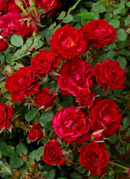 © Hortival Diffusion - Tous droits réservés