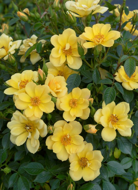 © Hortival Diffusion - Tous droits réservés