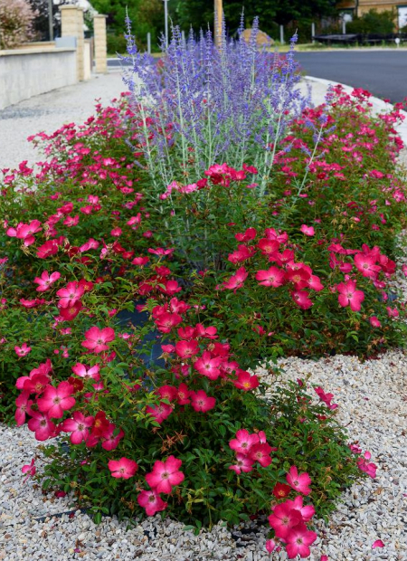 © Hortival Diffusion - Tous droits réservés