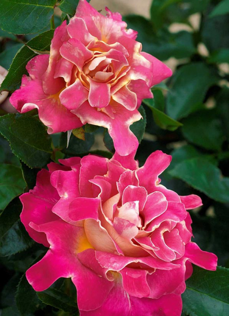 © Hortival Diffusion - Tous droits réservés