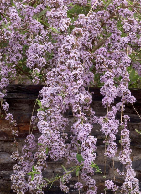 © Hortival Diffusion - Tous droits réservés