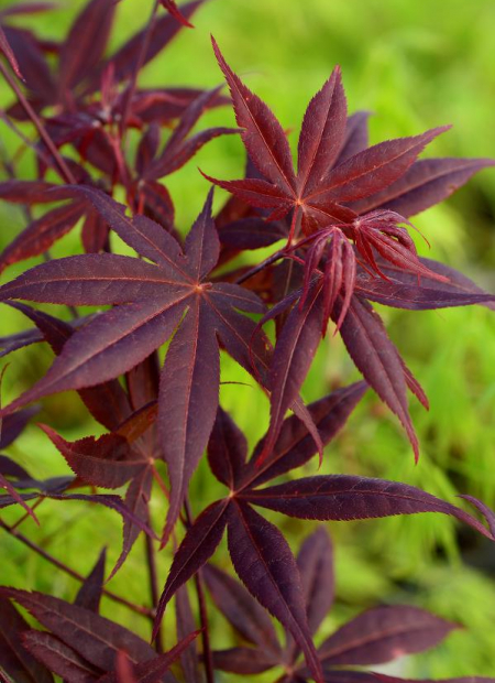 © Hortival Diffusion - Tous droits réservés