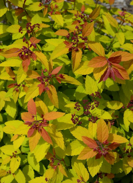 © Hortival Diffusion - Tous droits réservés