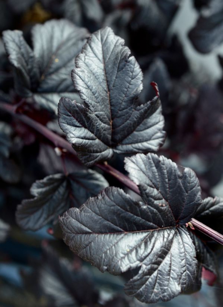 © Hortival Diffusion - Tous droits réservés