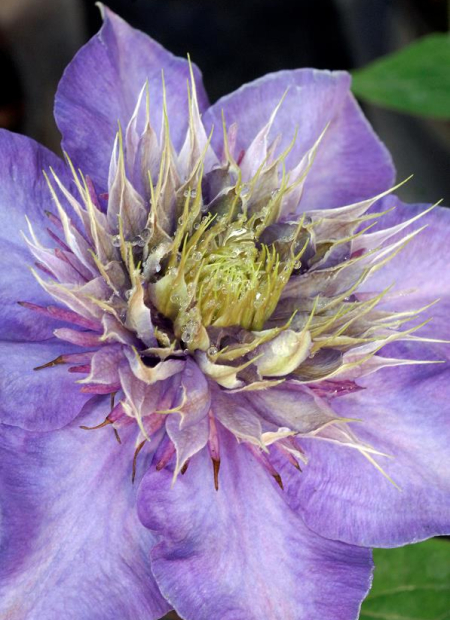 © Hortival Diffusion - Tous droits réservés