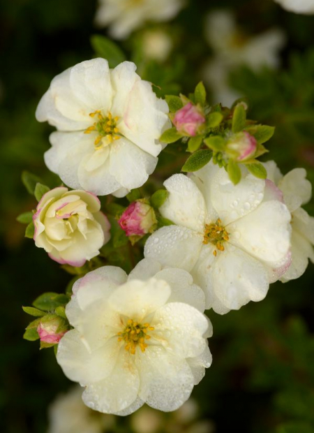 © Hortival Diffusion - Tous droits réservés