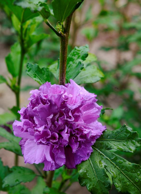 © Hortival Diffusion - Tous droits réservés