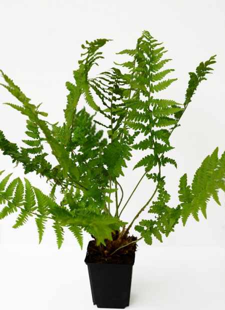 © Hortival Diffusion - Tous droits réservés