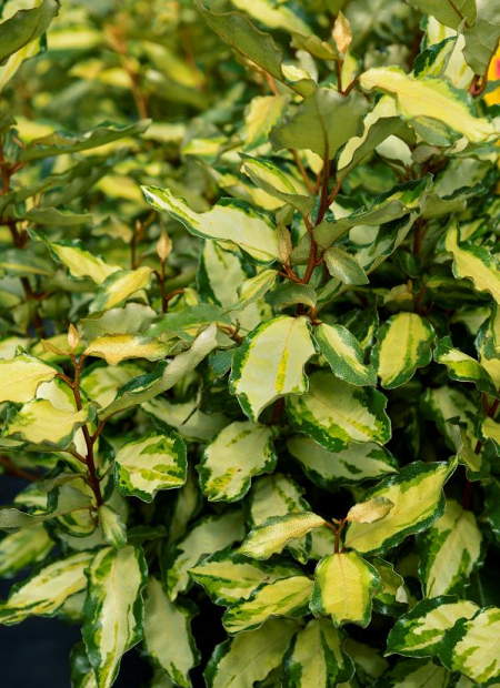 © Hortival Diffusion - Tous droits réservés