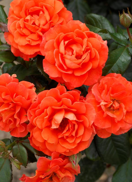 © Hortival Diffusion - Tous droits réservés