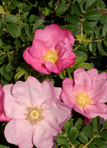 © Hortival Diffusion - Tous droits réservés