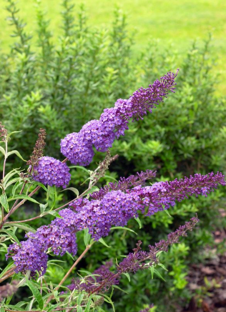 © Hortival Diffusion - Tous droits réservés