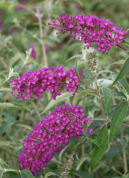 © Hortival Diffusion - Tous droits réservés