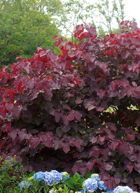 © Hortival Diffusion - Tous droits réservés