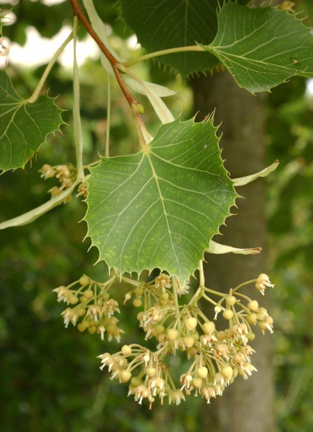 © Hortival Diffusion - Tous droits réservés