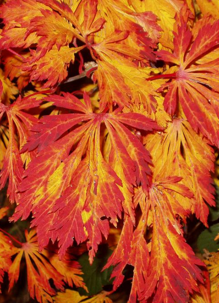 © Hortival Diffusion - Tous droits réservés