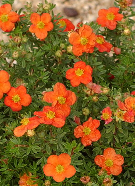 © Hortival Diffusion - Tous droits réservés