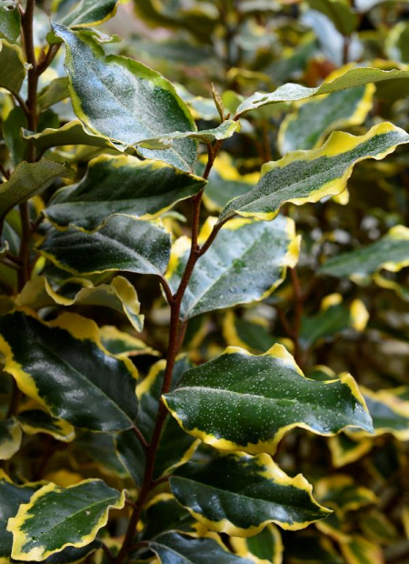 © Hortival Diffusion - Tous droits réservés