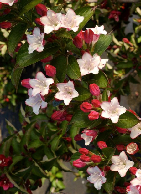 © Hortival Diffusion - Tous droits réservés