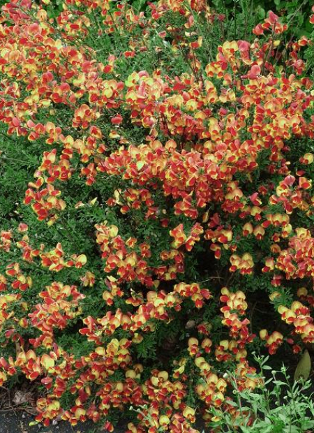 © Hortival Diffusion - Tous droits réservés