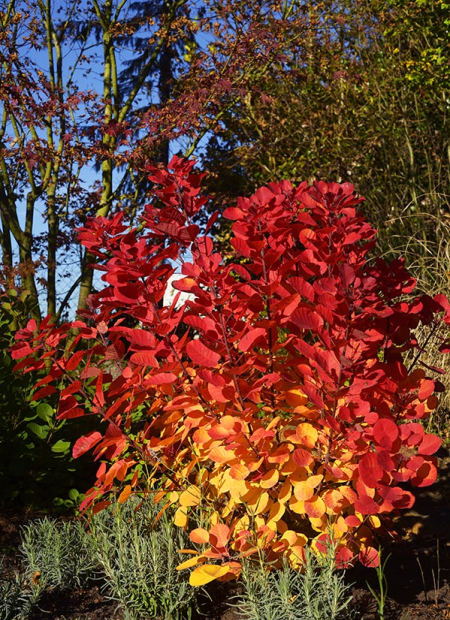 © Hortival Diffusion - Tous droits réservés