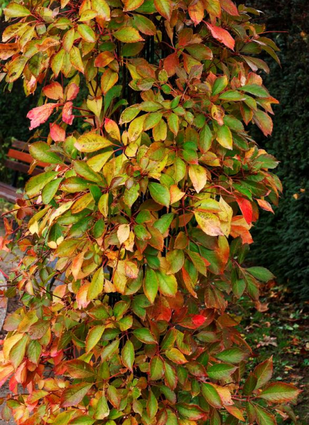 © Hortival Diffusion - Tous droits réservés