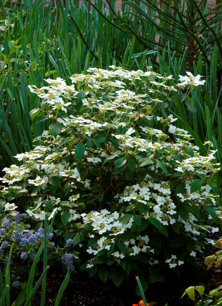 © Hortival Diffusion - Tous droits réservés