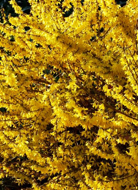 © Hortival Diffusion - Tous droits réservés