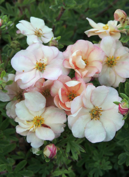 © Hortival Diffusion - Tous droits réservés