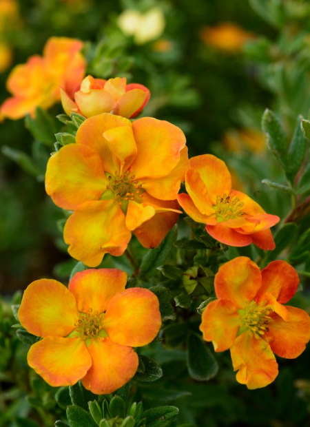 © Hortival Diffusion - Tous droits réservés