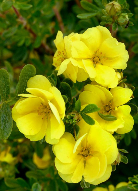 © Hortival Diffusion - Tous droits réservés