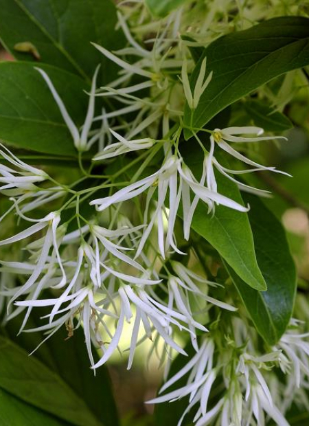 © Hortival Diffusion - Tous droits réservés