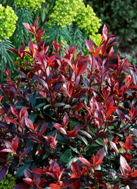 © Hortival Diffusion - Tous droits réservés