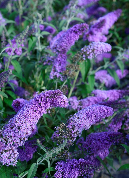 © Hortival Diffusion - Tous droits réservés