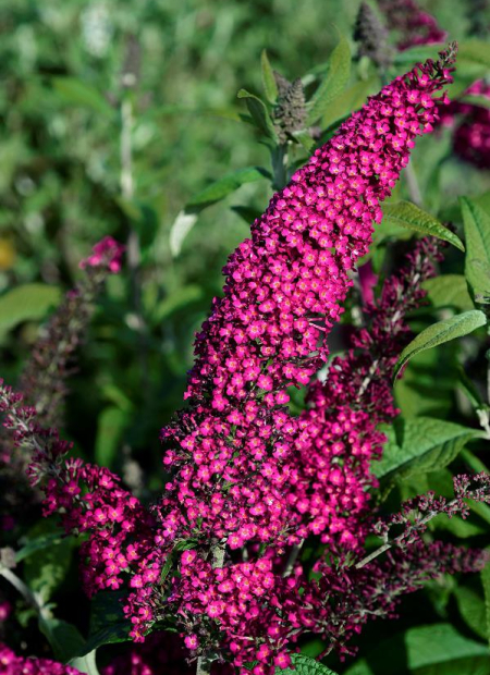© Hortival Diffusion - Tous droits réservés