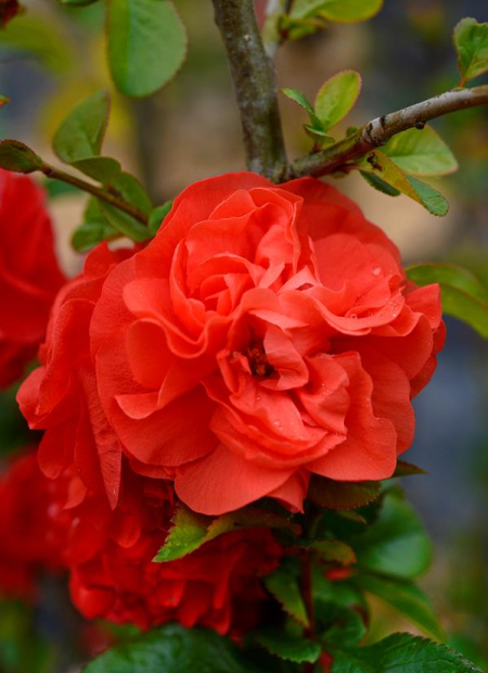 © Hortival Diffusion - Tous droits réservés