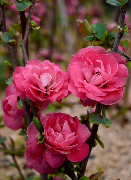 © Hortival Diffusion - Tous droits réservés